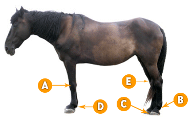 Horse Joint Supplement Comparison Chart Uk