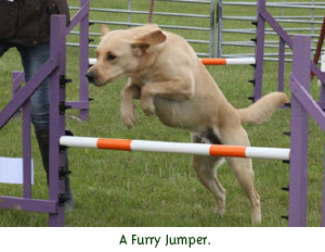 A Furry Jumper